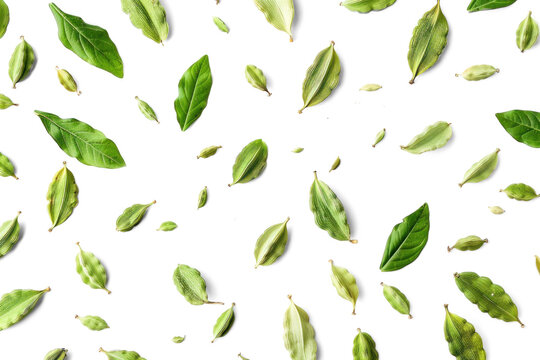 Green Herbs and Spices on Transparent Background
