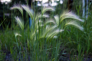 white fuzzy ornamental field grass 