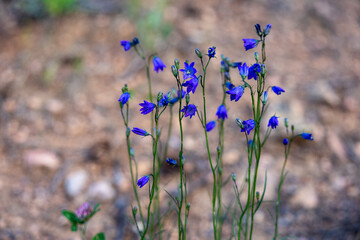 blue bell flowers in the mountains