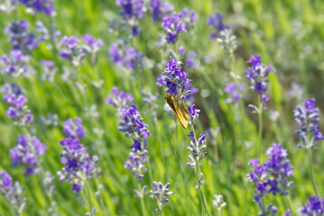 Large Skipper butterfly (Ochlodes sylvanus) perched on lavender plant in Zurich, Switzerland