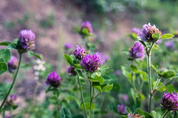 purple clover flowers in bloom in the green grass