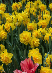 Obraz premium Field of exotic varieties of yellow blooming narcissus in a park in Holland
