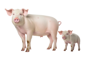 adult pigs standing on a white background Clearly shows the size and proportions of the pigs. Highlight the details of the pig's fur, clever eyes, and graceful posture.