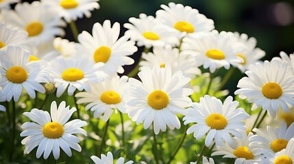 Obraz premium garden flowers in sun