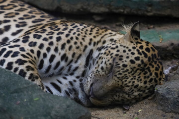 The leopard tiger is rest in rock garden