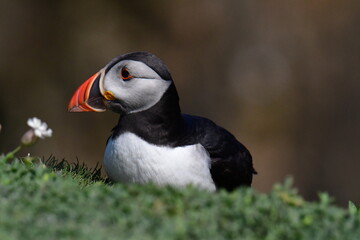 Naklejka premium Atlantic puffin or common puffin. Great Saltee Island, Kilmore Quay, Co. Wexford, Ireland