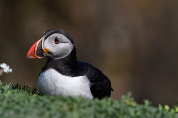 Naklejka premium Atlantic puffin or common puffin. Great Saltee Island, Kilmore Quay, Co. Wexford, Ireland