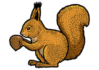 squirrel with nut color line art sketch engraving PNG illustration. T-shirt apparel print design. Scratch board imitation. Black and white hand drawn image.