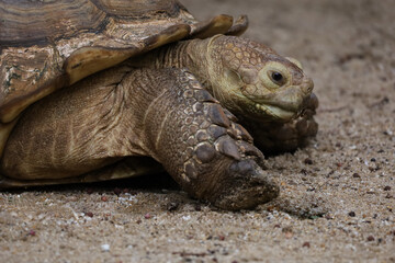 Close up head Sulcata tortoise in the garden at thailand