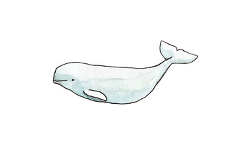 Beluga whale in ink and watercolor - Hand drawn illustration digitized on transparent background