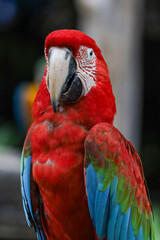 Close up head the red macaw parrot bird in garden