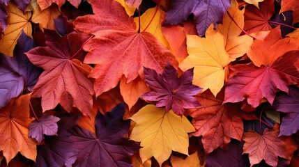 Fototapeta premium leaves leaf grape background