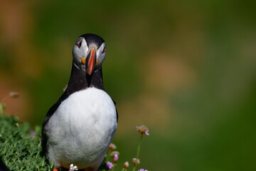 Atlantic puffin or common puffin. Great Saltee Island, Kilmore Quay, Co. Wexford, Ireland