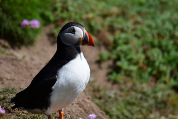 Atlantic puffin or common puffin. Great Saltee Island, Kilmore Quay, Co. Wexford, Ireland
