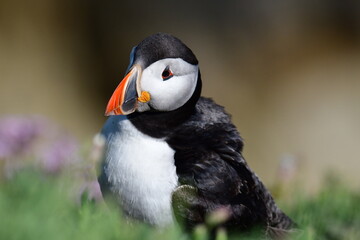 Atlantic puffin or common puffin. Great Saltee Island, Kilmore Quay, Co. Wexford, Ireland