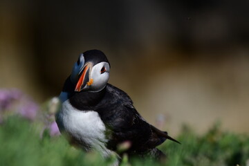 Atlantic puffin or common puffin. Great Saltee Island, Kilmore Quay, Co. Wexford, Ireland