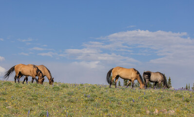 Wild Horses in the Pryor Mountains Montana in Summer