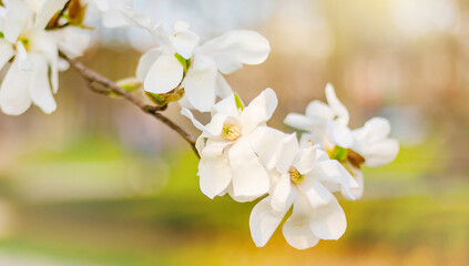 Fototapeta premium White Magnolia Flower Blooming on Blurred Green Background