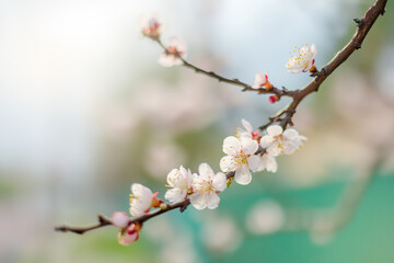 Cherry Blossom Branch with Delicate White Flowers. Springtime. Blooming season