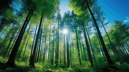 Obraz premium canopy forest blue sky