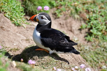 Atlantic puffin or common puffin. Great Saltee Island, Kilmore Quay, Co. Wexford, Ireland