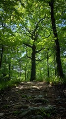 Fototapeta premium The sun shines through the forest