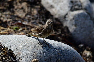 Bird on the rocks, Great Saltee Island, Kilmore Quay, Co. Wexford, Ireland