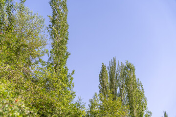 Obraz premium A tree with a long trunk and green leaves is in the foreground