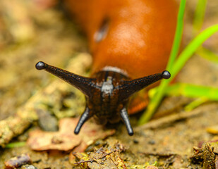 Spanish slug (Arion vulgaris) eyes detail