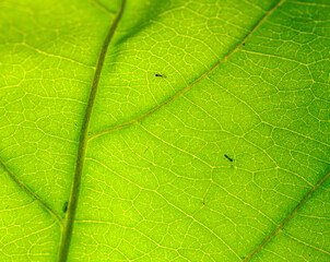 ants crawling on both sides of a backlit leaf