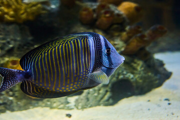 Fish Zebrasoma sailing Desjardins (Zebrasoma desjardinii) underwater in the tropical waters of the...
