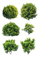Obraz premium A collection of various tree species on a plain white surface
