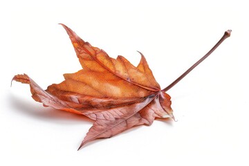 A single leaf is placed on a white surface