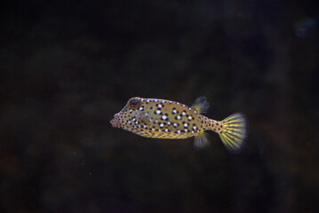 Yellow box fish underwater in the tropical waters of the ocean