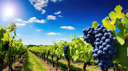 Papier peint photo Vignoble vines winery grape background  © vectorwin