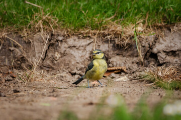 A juvenile Blue tit (Cyanistes caeruleus) perching on the ground.