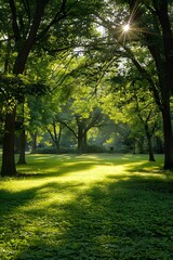 Sunlight shining through the trees in a city park