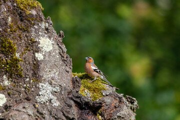 A male Chaffinch (Fringillidae) perching on a tree trunk on a sunny day.