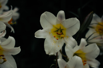 White yellow Lilium regale, called the regal or royal lily, king's lily. Flowering plant in a lily family Liliaceae. Trumpet-shaped big bell flowers.
