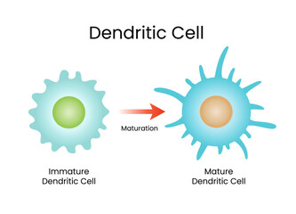 Cytological Science Dendritic Cell Vector