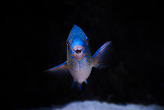 Blue parrotfish (Chlorurus sordidus) underwater in the tropical waters of the ocean
