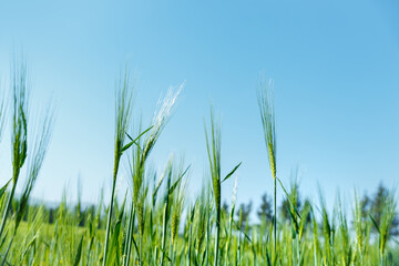 Fototapeta premium Beautiful Fresh Green wheat Field