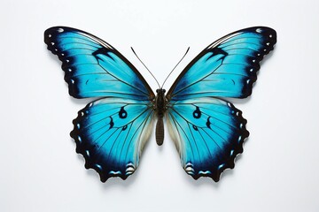 Fototapeta premium Vibrant Blue Butterfly with Detailed Black Patterns on White Background, Perfect for Nature and Wildlife Themes. Generative AI