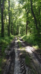 Obraz premium The sun shines through the trees in the forest