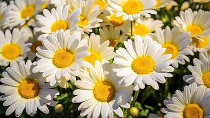 Fototapeta premium daisies flowers in sun
