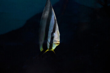Batfish (Platax orbicularis) underwater in the tropical waters of the ocean