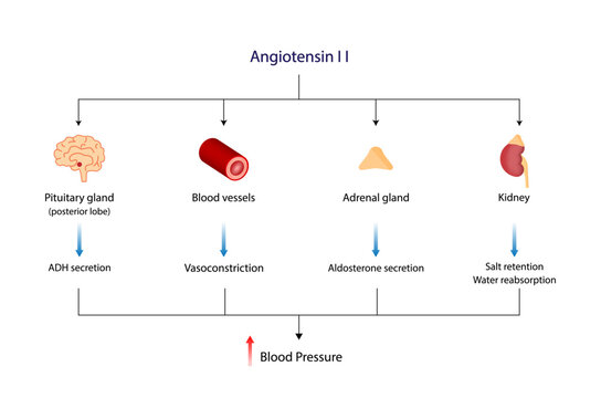 Angiotensin II acts on blood vessels, Adrenal gland and Pituitary gland. Renin-Angiotensin-Aldosterone System, RAAS. Vector illustration.	
