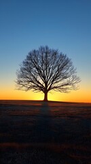 Lonely Tree in Field at Sunset