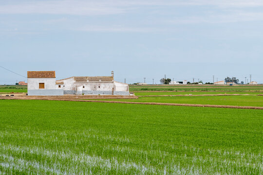 A serene white farmhouse stands alone, surrounded by lush green fields. In the background, there's a clear blue sky, creating a peaceful rural landscape Delta del Ebro Spain