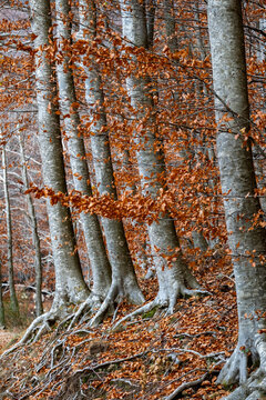 A row of trees with exposed roots standing tall in an autumn forest, illustrating strength and endurance of nature during the changing seasons in Montseny in Barcelona Spain